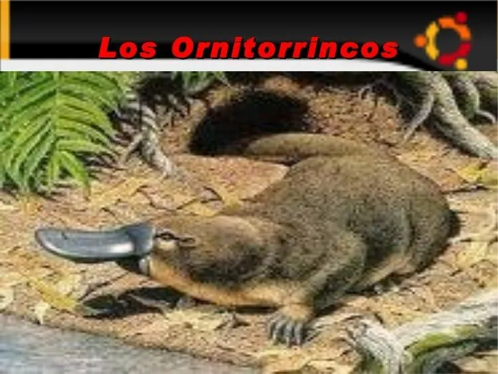 Los ornitorrincos