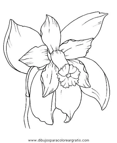 Dibujos animados de orquideas - Imagui