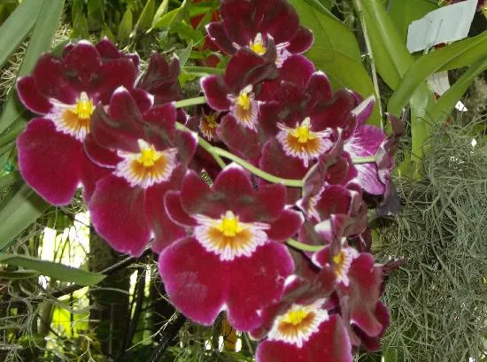 Orquidea en la Exposicion de Orquideas, Pajaros y Flores - Picture ...