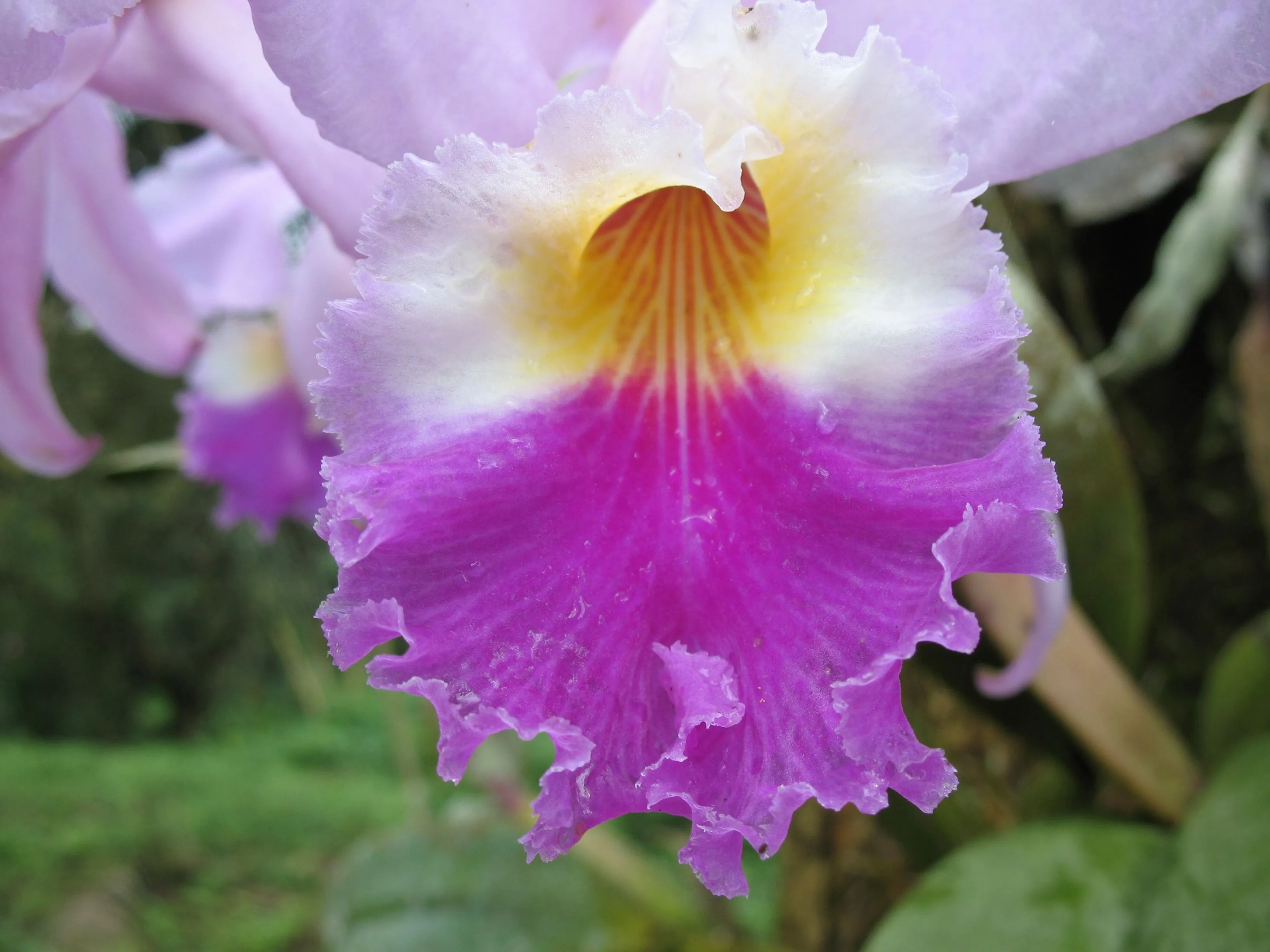 La orquídea, nuestra flor emblemática | WWF