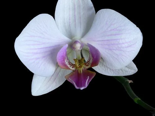 Orquidea fondo negro - a photo on Flickriver