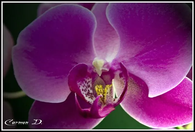 Orquidea morada | Flickr - Photo Sharing!