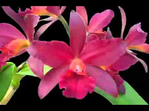 La orquídea nacional para colorear - Imagui
