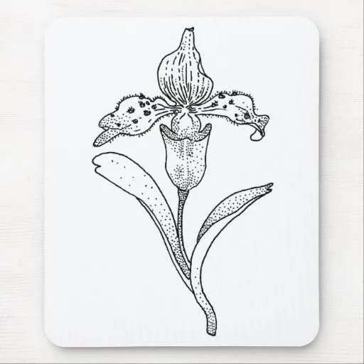 Orquídea del Paphiopedilum Tapete De Raton de Zazzle.