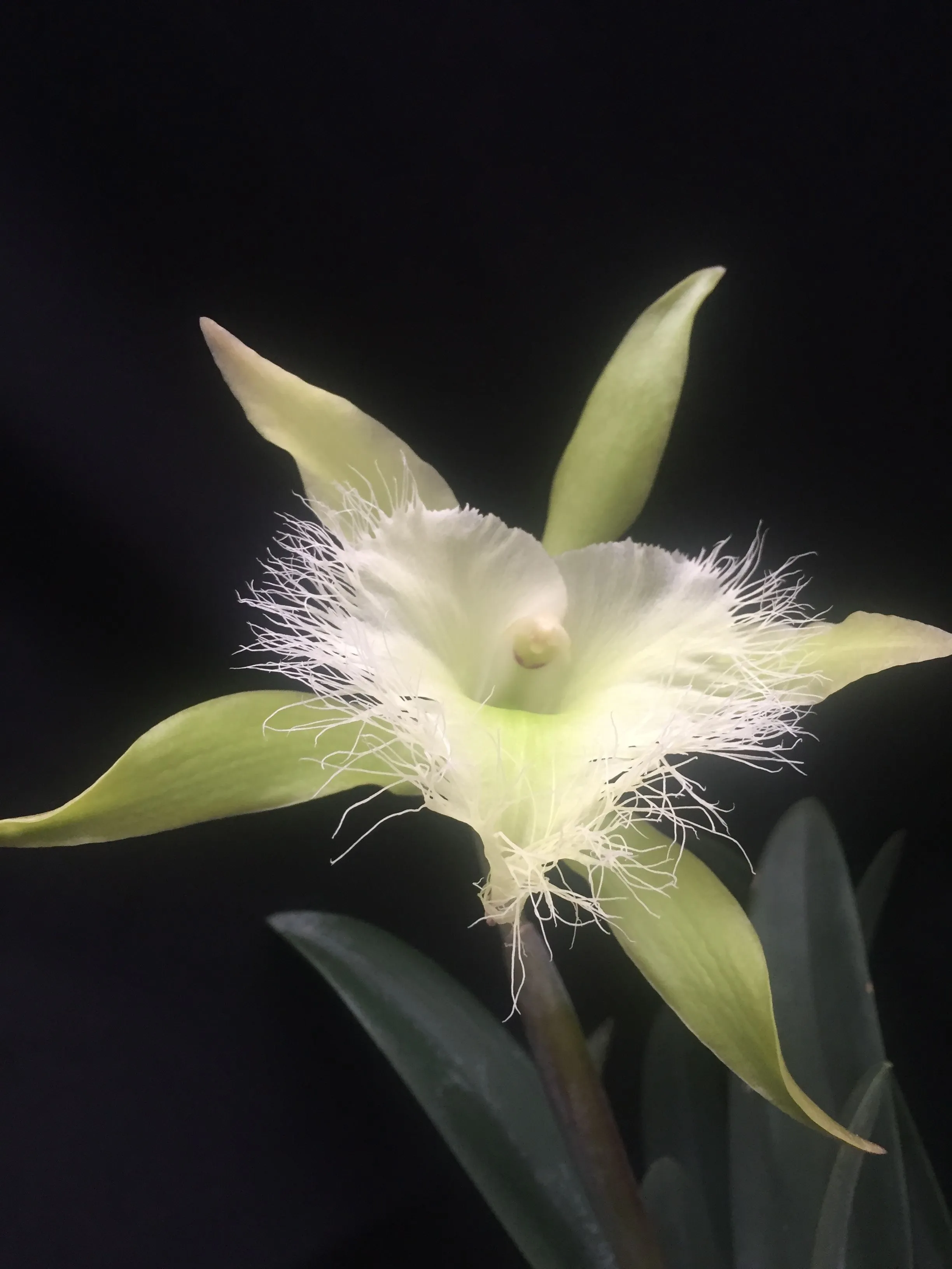 Orquídea Rhyncholaelia digbyana -flor nacional Honduras- | Cool easy  drawings, Flowers, Spanish projects