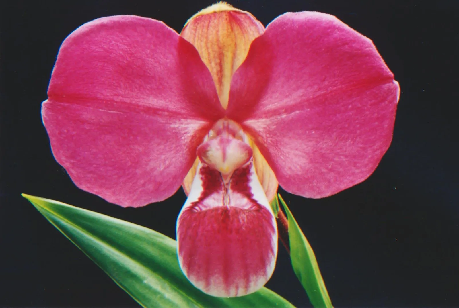 Todo orquideas - All orchids Cultivo in vitro