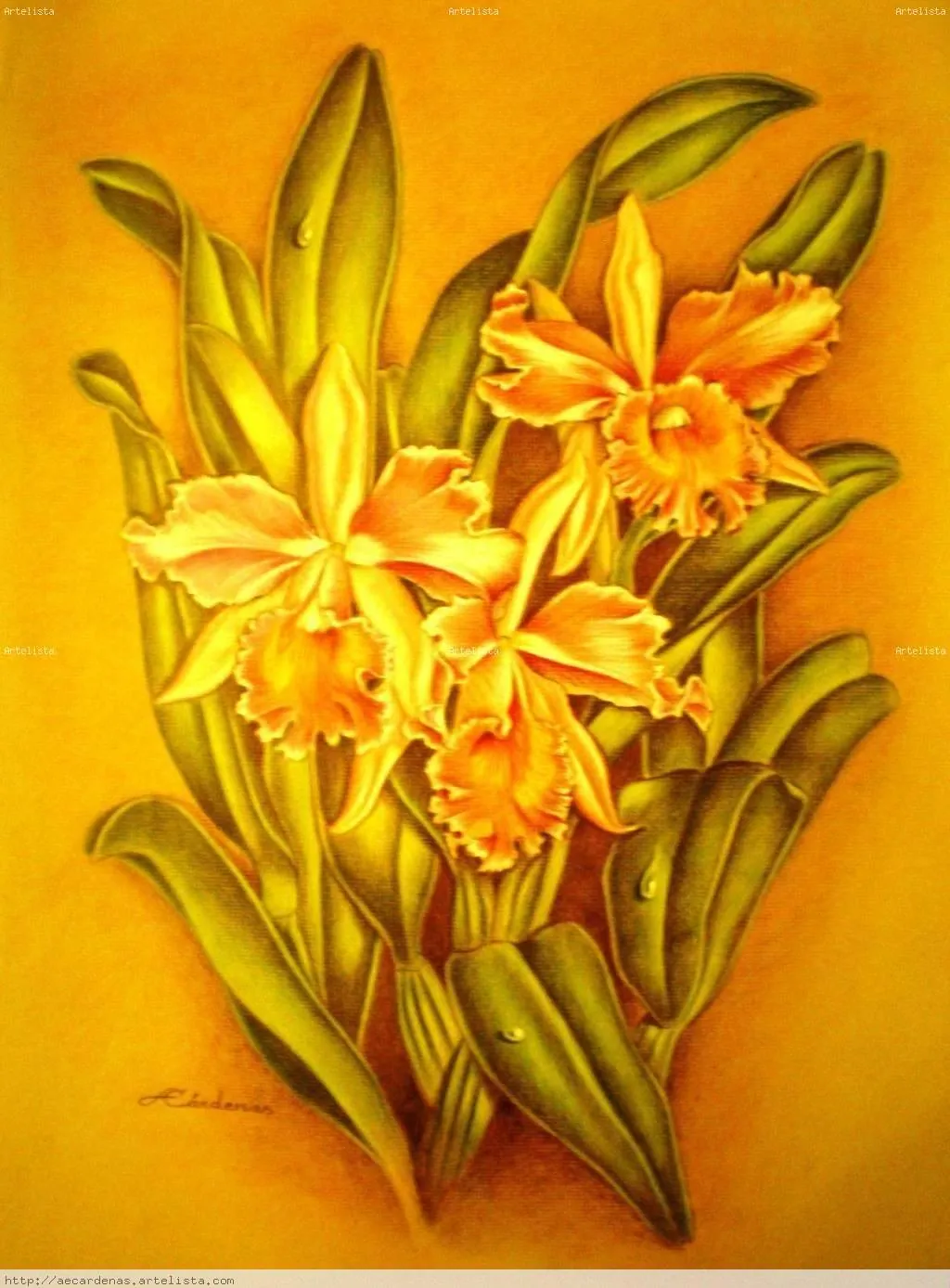 Orquídeas ANGEL EDECIO CÁRDENAS FORZÁN - Artelista.