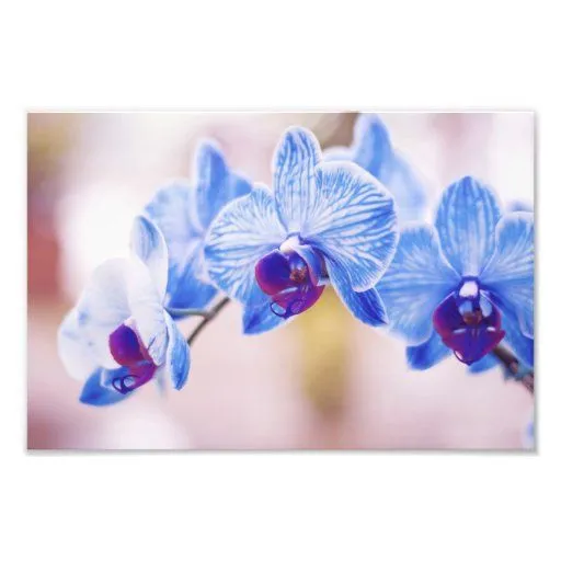 Orquídeas azules cojinete | Zazzle