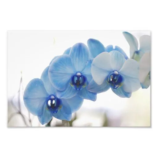 Orquídeas azules fotografías | Zazzle