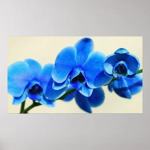 Orquídeas azules impresiones | Zazzle