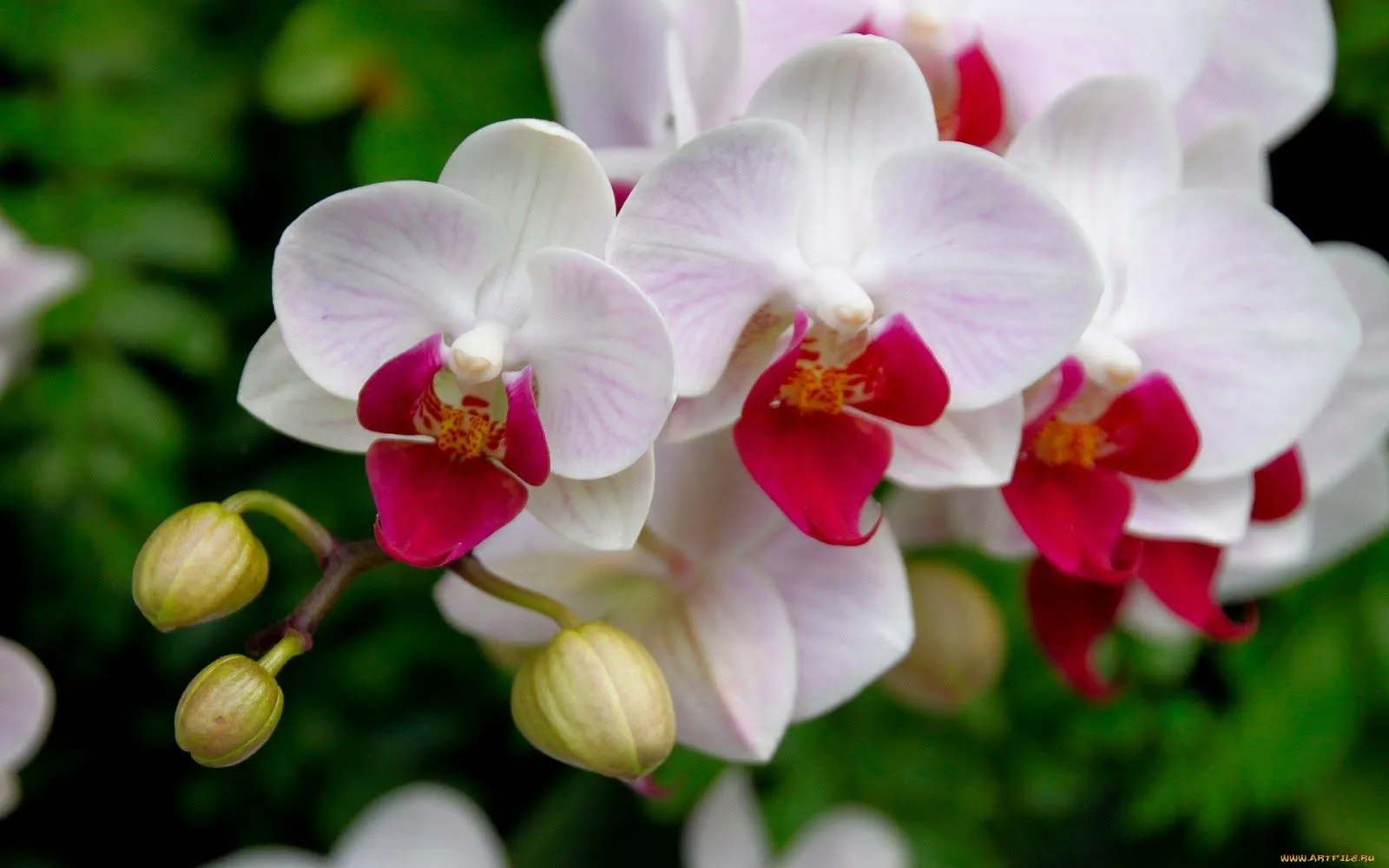 Orquideas-Blancas_Imagenes-de-Flores-Blancas | Curación del Alma ...