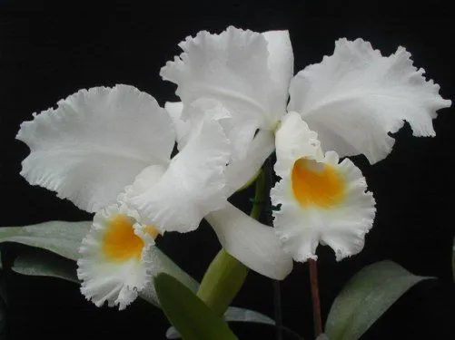 orquideas-blancas.jpg