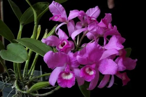 orquideas - Flores Colombia