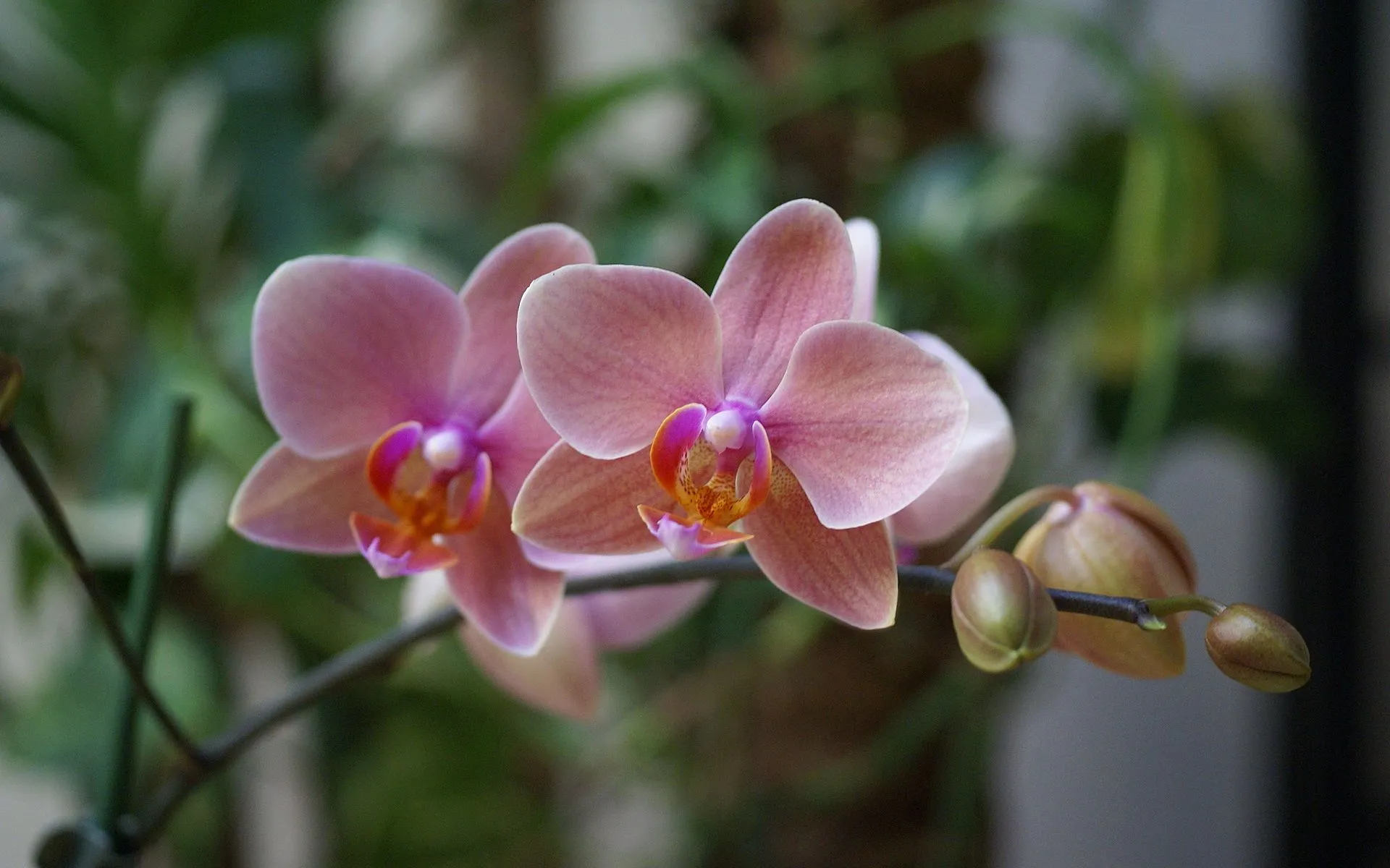 Orquídeas fondo de pantalla - Fotos Orquídeas , rosas orquídeas ...