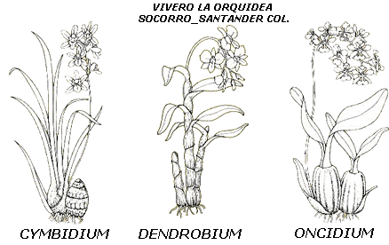 Las Orquídeas - Monografias.