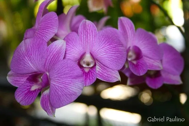 Orquideas moradas | Flickr - Photo Sharing!