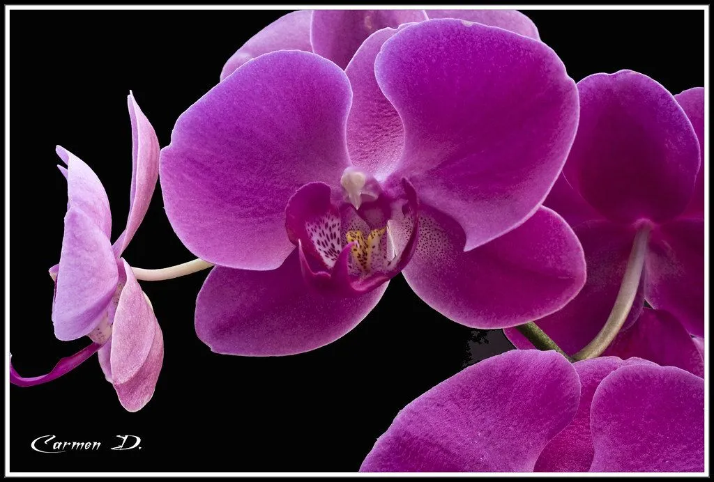 Orquideas moradas | Flickr - Photo Sharing!