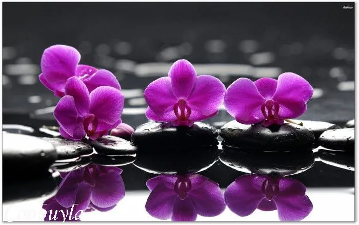 Top Quality Huge Flower Oil Painting Purple Orchids Modern Wall ...