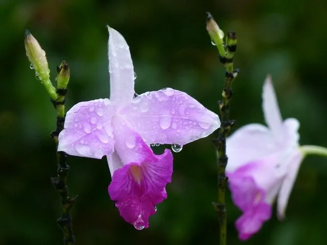 Orquideas" Moradas | Flickr - Photo Sharing!