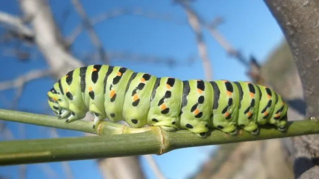 Fotos de mariposas bonitas - Imagui