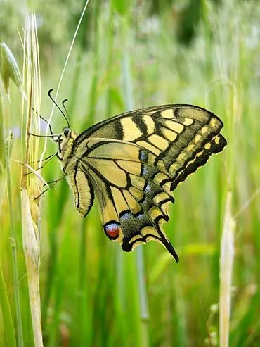 La oruga y la mariposa. | Conoced la verdad