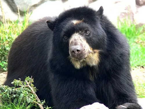 El Oso de anteojos | Animales Del Mundo