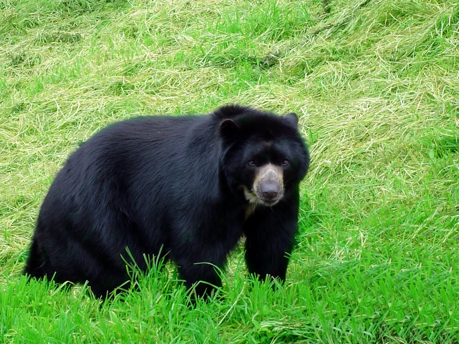 Oso-de-Anteojos.jpg