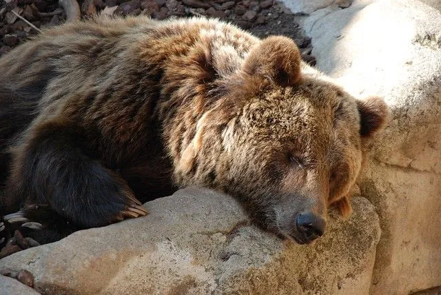 Oso durmiendo ( Bear sleeping ) | Flickr - Photo Sharing!