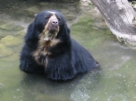 El Oso Frontino