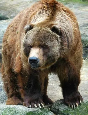 Oso grizzli | OSOPEDIA