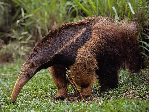 Oso Hormiguero: Clases de Osos Hormigueros en Costa Rica