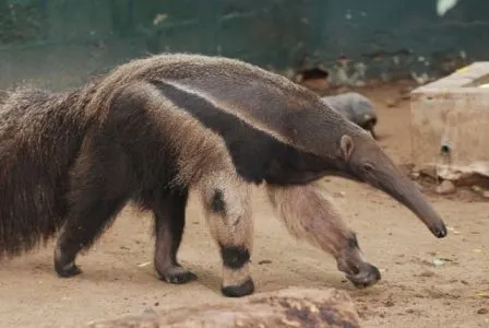 Oso hormiguero - Imagui