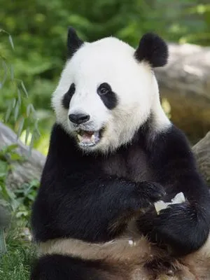 El Oso Panda