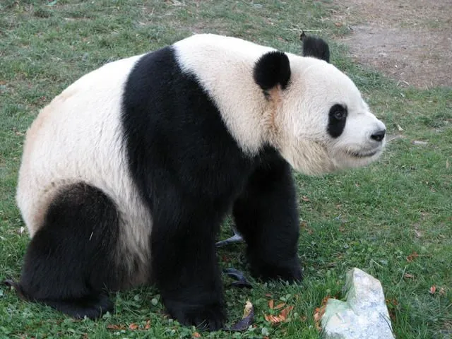 oso panda