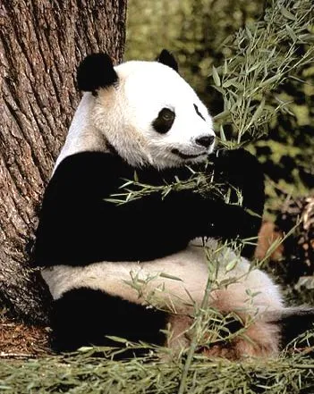mi animal favorito es el oso panda es un animal muy tierno su mirada ...