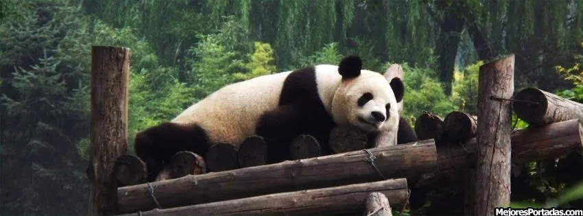 Oso panda durmiendo - Imagui