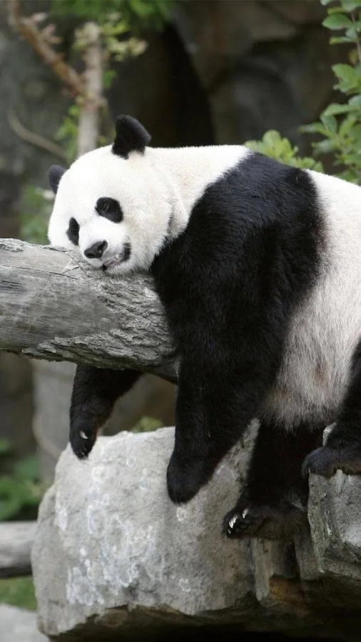 Oso Panda Fondo Animado - Aplicaciones Android en Google Play
