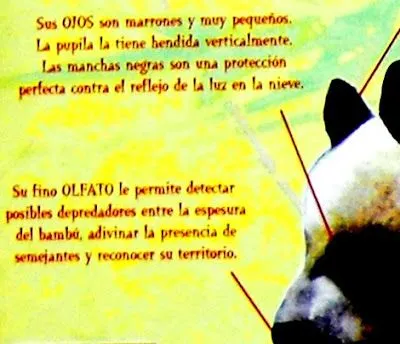 El Oso Panda Gigante (Ailuropoda melanoleuca) con fotos. : Blog de ...