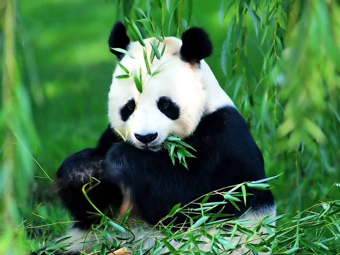 OSO PANDA « needtolife