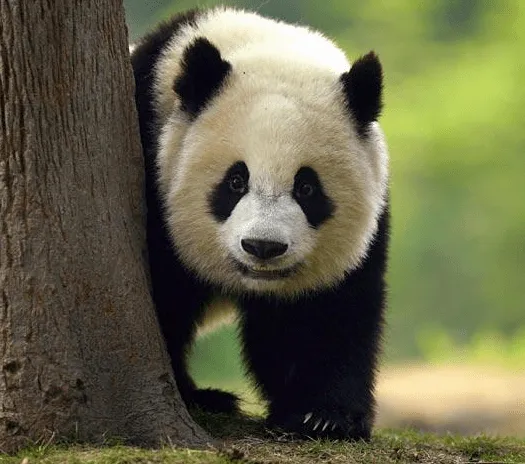 Oso Panda - Wiki Reino Animalia