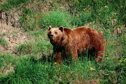 Oso pardo