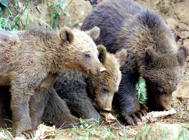 El Oso Pardo a exposición en Onís | Crónicas del Oriente de Asturias