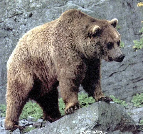 O oso pardo. Ursus arctos. En Galicia xa non existe. Visita do oso ...