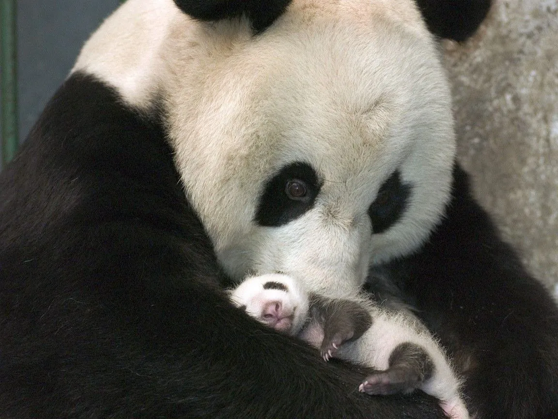 oso polar bebe