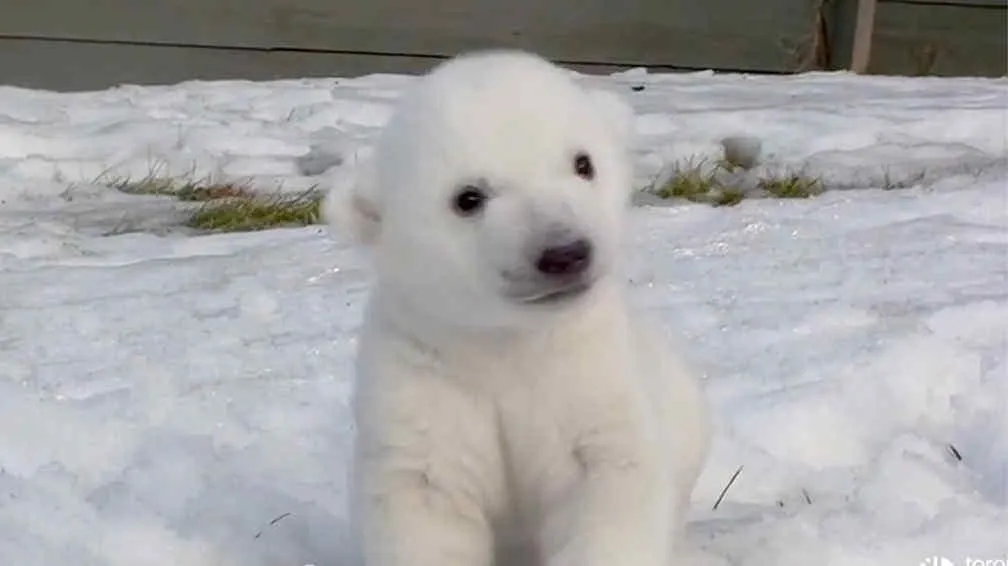 Un oso polar bebé cautiva a todos en Canadá | La Voz del Interior