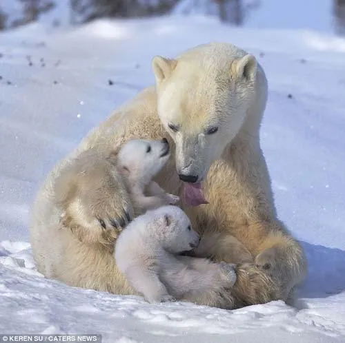 Oso polar bebés juegan con su mamá CCTV-International