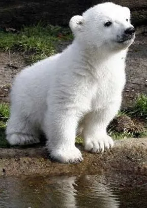 Oso polar cachorro mirando a su alrededor