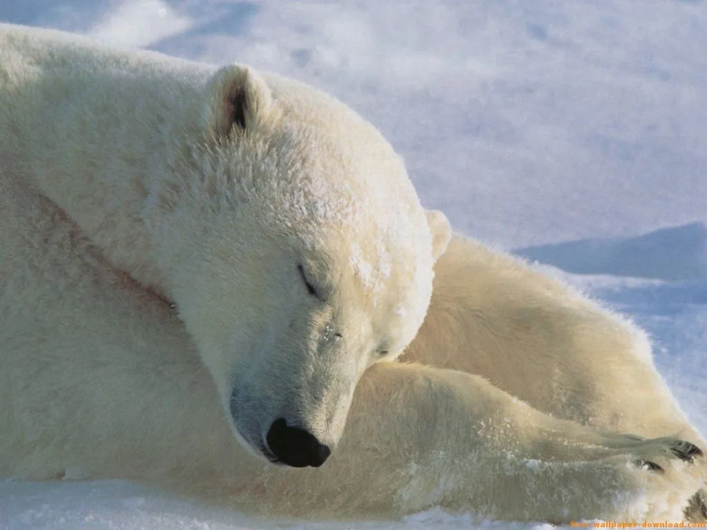 Oso-Polar-Durmiendo | En Clave de Niños