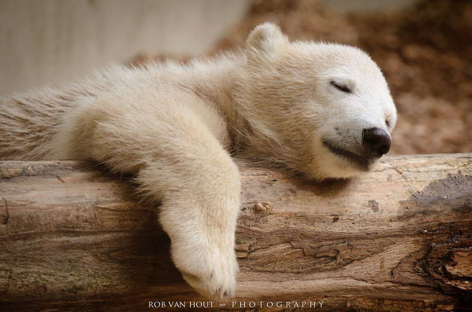 OSO POLAR | HISTORIA, CIENCIA, AZTECAS, MITO, CALENDARIO, ANTROPOLOGÍA