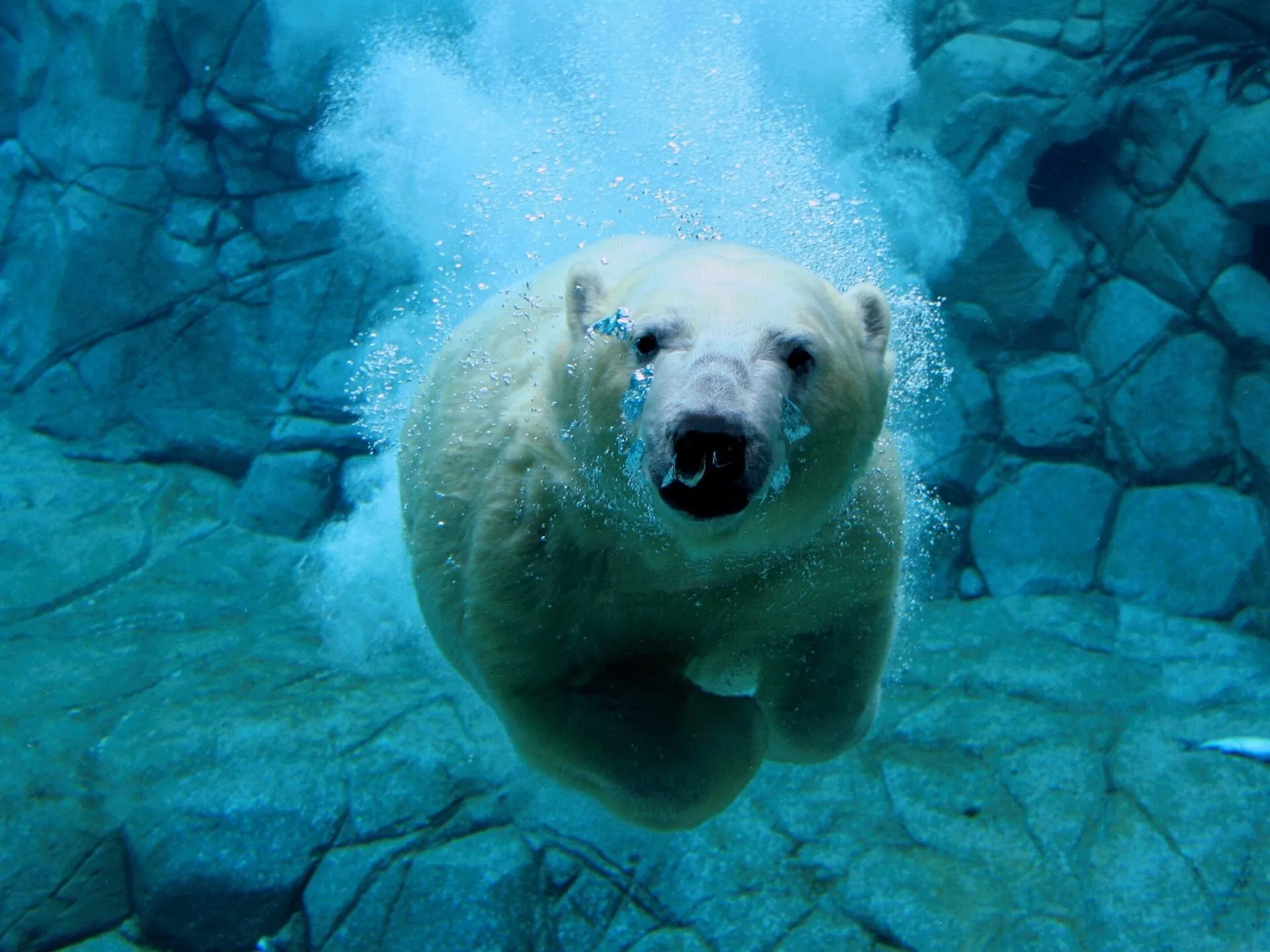 oso-polar-nadando | Animales en Extincion